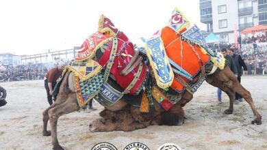 Burhaniye Belediyesi tarafından 18. Burhaniye Zeytin ve Zeytinyağı Hasat Şenliği kapsamında düzenlenen Klâsik Deve Güreşleri Yapıldı - Haberois Burhaniye Belediyesi tarafından 18. Burhaniye Zeytin ve Zeytinyağı Hasat Şenliği kapsamında düzenlenen Klâsik Deve Güreşleri Yapıldı