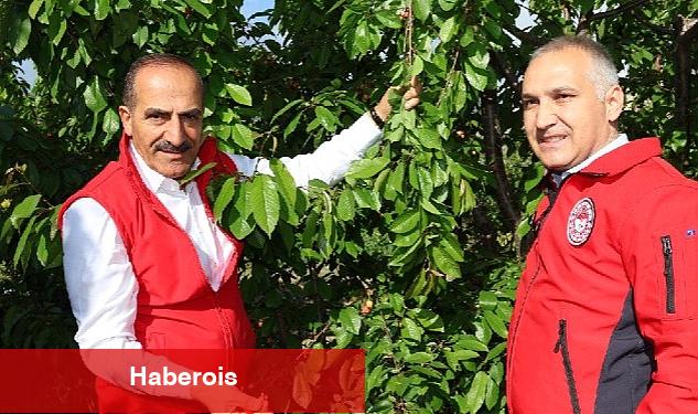 2023'ün ilk kirazı hasat edildi: Kirazda rekorlar kırdığımız bir yıl olacak