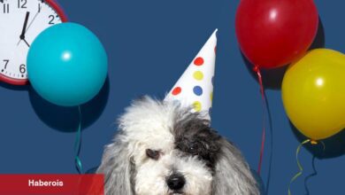 Bu iş, ortaokul değil - Haberois Bu iş, ortaokul değil