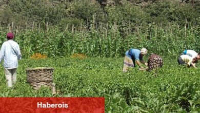 Buğday Derneği: Tarımda bütüncül bir düzenlemeye ihtiyacımız var