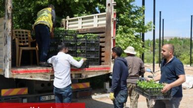 Büyükşehir’den vatandaşlara isot fidesi - Haberois Büyükşehir’den vatandaşlara isot fidesi
