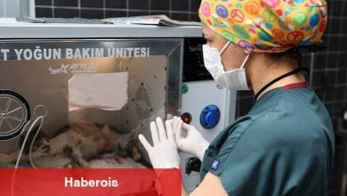 Can dostlar yeni meskenlerinde daha keyifli