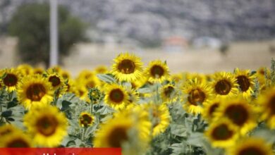 Çiftçinin yüzünü güldüren hibe - Haberois Çiftçinin yüzünü güldüren hibe