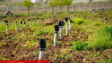Diyarbakır’da fıstık ve ceviz ağaçları aşılanıyor