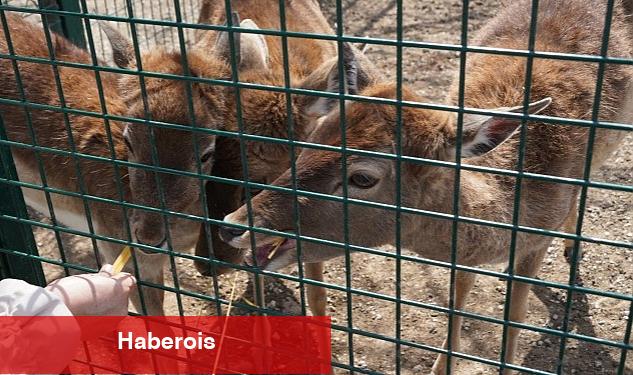 Doğal Yaşama Bahar Geldi - Haberois Doğal Yaşama Bahar Geldi