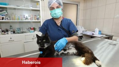 Gaziemir'de 21 bin 940 hayvana veteriner sıhhat hizmeti - Haberois Gaziemir'de 21 bin 940 hayvana veteriner sıhhat hizmeti