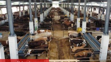 İnegöl Hayvan Pazarı Kotra ihale tarihi açıklandı