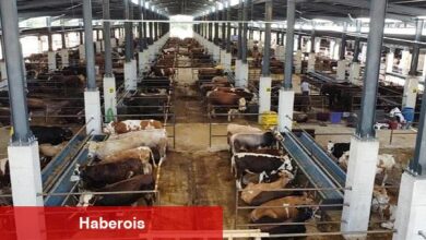 İnegöl Hayvan Pazarı Kotra İhale Tarihi Belli Oldu