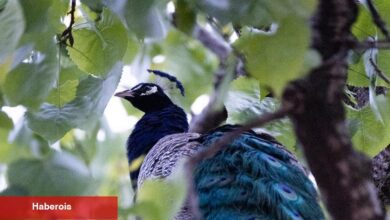 Kaçan Tavus Kuşu Bir Gecenin Ardından Bronx Hayvanat Bahçesi'ne Döndü