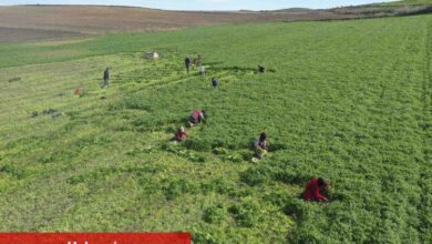 Kadın Kooperatifi küçük çiftçinin yanında - Haberois Kadın Kooperatifi küçük çiftçinin yanında