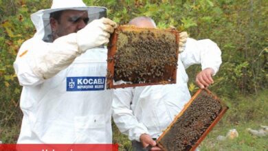 Kocaeli'den arıcılara 55 ton arı yemi