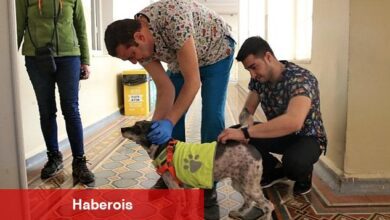 Konak'taki can dostlar için aşı mesaisi - Haberois Konak'taki can dostlar için aşı mesaisi