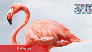 Kristal Flamingolar üçüncü kez sahiplerini bulacak - Haberois Kristal Flamingolar üçüncü kez sahiplerini bulacak