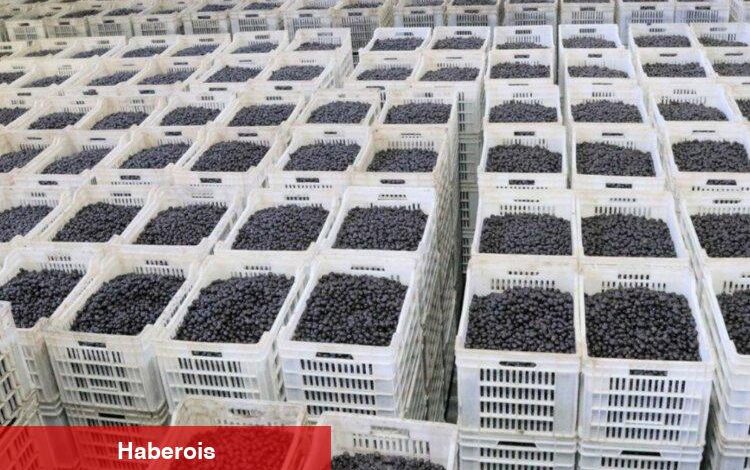Marmarabirlik zeytin üreticisine olan borcu sıfırlıyor