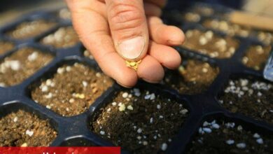 Muğla'dan 18 milyon tohum dağıtıldı