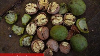 Sarsıntı ceviz bahçelerini olumsuz etkiledi... Ziraî altyapı büyük zararda!