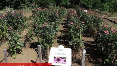 Tıbbi ve aromatik bitkilere ilgi artıyor