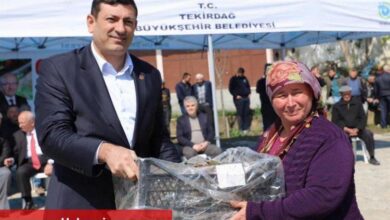 Üreticilere çilek fidesi desteği