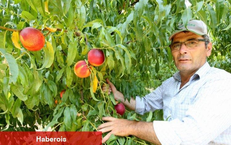 Yenişehir Ovası'nı don ve kırağı vurdu