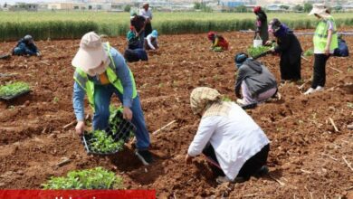 200 bin isot fidesi toprakla buluştu - Haberois 200 bin isot fidesi toprakla buluştu