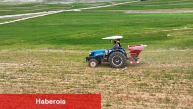 Antalya Büyükşehir tohumluk buğday yetiştiriyor - Haberois Antalya Büyükşehir tohumluk buğday yetiştiriyor