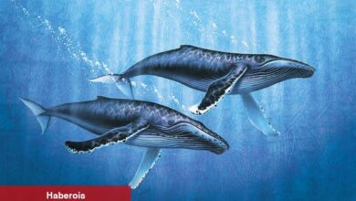 Balinalar Birikiyor: Bu 5 Altcoin Satın Alınıyor!