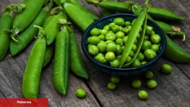 Bezelye nasıl ayıklanır? Bezelye kabuğundan nasıl ayrılır? Bezelye dondurucuya nasıl atılır?