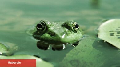 Binance FLOKI ve PEPE’i Listeliyor: Fırladılar!