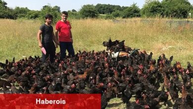Büyükşehir'den üreticilere yüzde 50 hibeli yumurta tavuğu