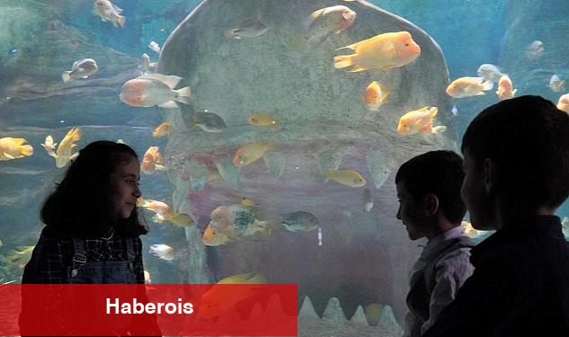 Deniz Dünyası'nda Meraklı Bakışlar - Haberois Deniz Dünyası'nda Meraklı Bakışlar
