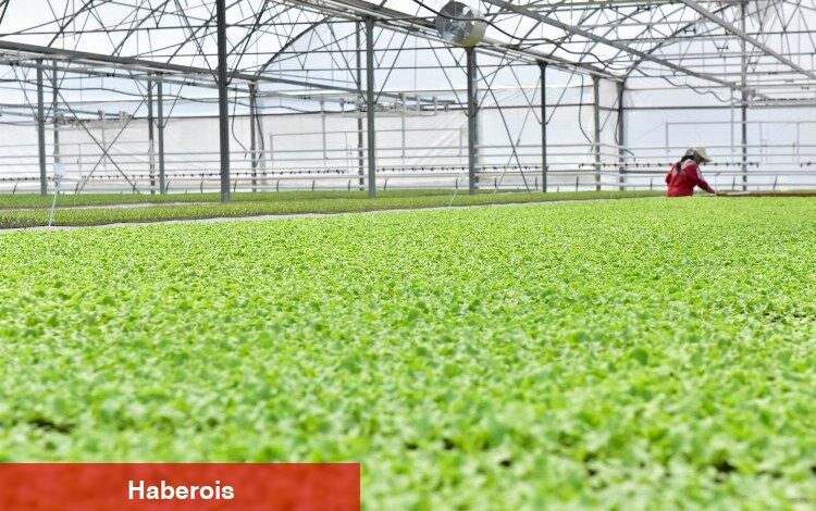 Depremzede çiftçiye 10 tır sebze fidesi - Haberois Depremzede çiftçiye 10 tır sebze fidesi