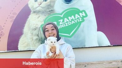 Depremzede kediler yeni evlerine kavuştu