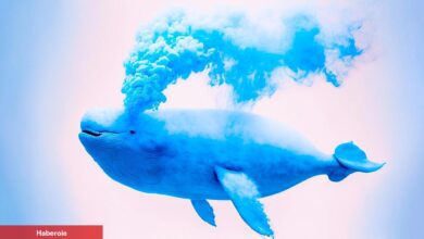 Dev Balina, Elindeki Bu Altcoin’lerin Hepsini Sattı!