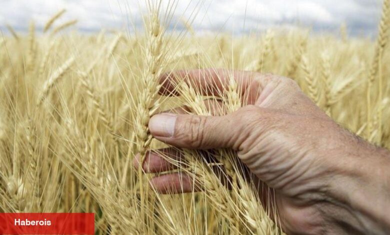Dünyada 258 milyon kişi besin yardımına muhtaç - Haberois Dünyada 258 milyon kişi besin yardımına muhtaç