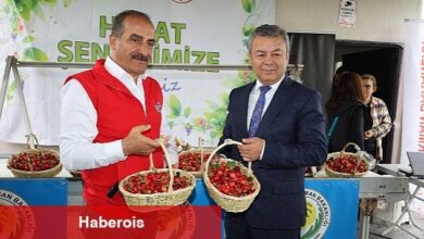 Dünya'nın kirazı Kemalpaşa'dan gidecek