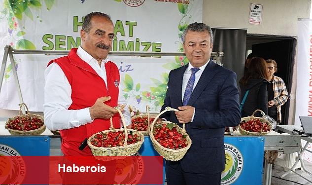 Dünya'nın kirazı Kemalpaşa'dan gidecek - Haberois Dünya'nın kirazı Kemalpaşa'dan gidecek