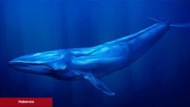 Ethereum Satan Balinalar Bakın Hangi Altcoinleri Aldı! - Haberois Ethereum Satan Balinalar Bakın Hangi Altcoinleri Aldı!