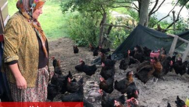Kocaeli'de yüzde 50 hibeli yumurta tavuğu