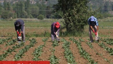 Konya Şeker 166 milyon TL avans ödeme yapacak
