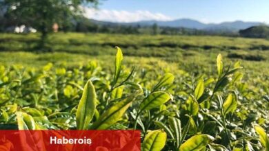 Lipton Doğu Karadeniz'de Çay Hasadına Başladı