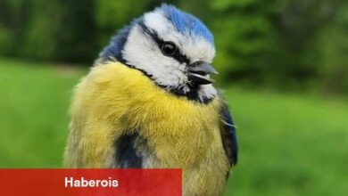 Ormanya Kuş Halkalama İstasyonu kuruldu - Haberois Ormanya Kuş Halkalama İstasyonu kuruldu
