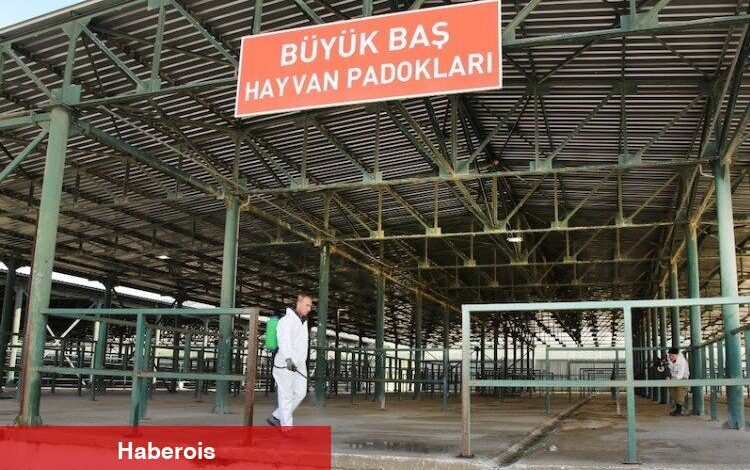 Şap tehlikesi geçti, hayvan pazarları açılıyor - Haberois Şap tehlikesi geçti, hayvan pazarları açılıyor
