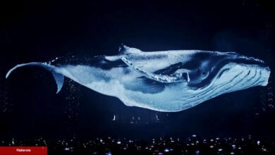 Taban Avcıları Dikkat: Balinalar Holo ve 3 Coini Topluyor!