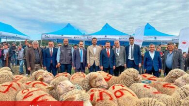 Tescilli Balıkesir Kuzusu'na destek - Haberois Tescilli Balıkesir Kuzusu'na destek