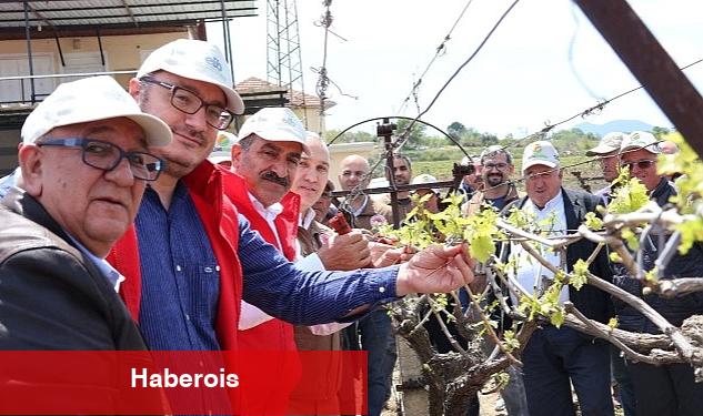 Türk üzümü dünya sofralarına kalıntısız ulaşıyor - Haberois Türk üzümü dünya sofralarına kalıntısız ulaşıyor