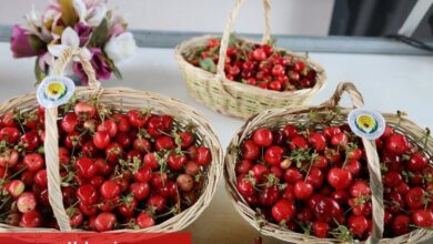 Türkiye 80 bin ton kiraz ihracatı hedefliyor