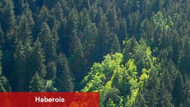 Umutları yeşertmek için Kilis'te orman oluşturdular