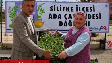 Üreticiler yeniden ada çayı fidesi ile buluştu - Haberois Üreticiler yeniden ada çayı fidesi ile buluştu