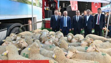 Üreticilere bayram öncesi koç desteği - Haberois Üreticilere bayram öncesi koç desteği