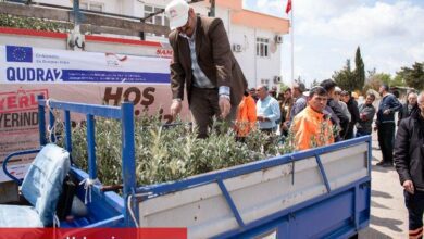 Üreticilere zeytin fidanı desteği